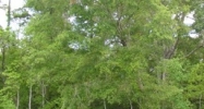 AMITE RIVER Prairieville, LA 70769 - Image 14976173