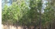 N. 10th St. (1.32 acres) Covington, LA 70433 - Image 14979750