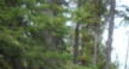 0 N. Lewellan Creek Rd Lot 2 Athol, ID 83801 - Image 14986719