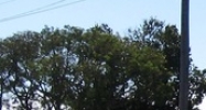 5010 Mile Stretch Dr Holiday, FL 34690 - Image 15001440