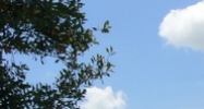 5107 Lena Rd. Bradenton, FL 34211 - Image 15032364