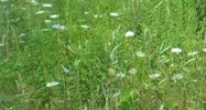 52850 Shelby Rd Utica, MI 48316 - Image 15053137