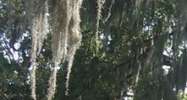 21293 Ayers Rd Brooksville, FL 34604 - Image 15070520