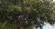 Spring Hill Drive Spring Hill, FL 34606 - Image 15178553
