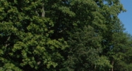 11827 U.S. 321 Lenoir City, TN 37772 - Image 15294364