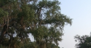 14525 Shady Hills Rd Spring Hill, FL 34610 - Image 15304761
