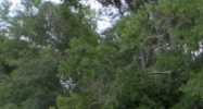 21449 Lake Patience Road Land O Lakes, FL 34638 - Image 15376124
