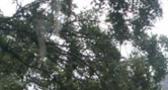 29157 Chapel Park Dr Wesley Chapel, FL 33543 - Image 15376483