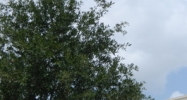 13211 Stafford Rd Missouri City, TX 77489 - Image 15376454