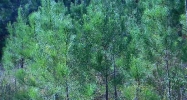 00 Possum Hollow Road Fairmount, GA 30139 - Image 15378287
