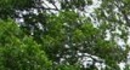 514 Limona Rd Brandon, FL 33510 - Image 15407851