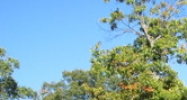9040 Scenic Hwy. Lookout Mountain, GA 30750 - Image 15413057