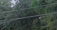 207 E. Robertson Street Brandon, FL 33511 - Image 15423626