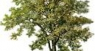 Heintz Jenkins Road Covington, LA 70435 - Image 15435590