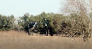 0 Cty Rd. 63 Rosharon, TX 77583 - Image 15621307