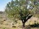 lot 3 DOGWOOD Horseshoe Bay, TX 78657 - Image 15718733