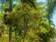 4551 KAHILIHOLO RD Kilauea, HI 96754 - Image 15961648