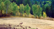 5528 Grouse Loop Freedom, WY 83120 - Image 16861684