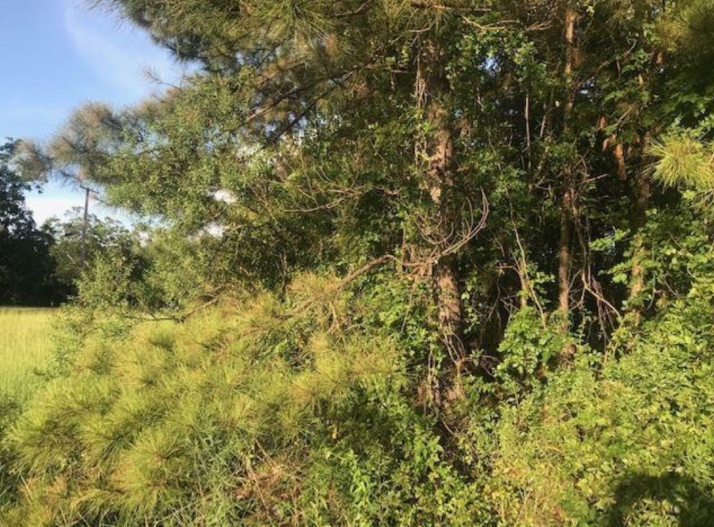 3955A Pinehaven Lot Dr Parcel 2853 463 - Image 17375959