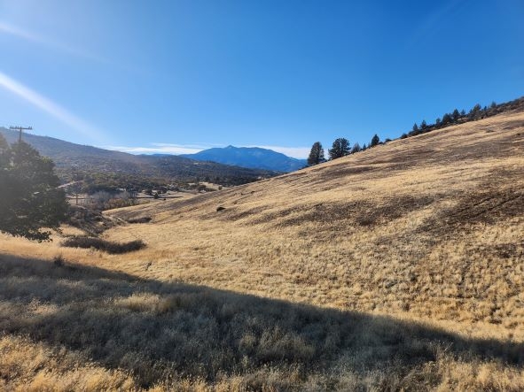 Lot 151 Sugarpine - Image 17419402