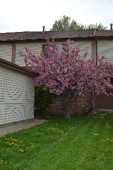 1385 Bairstow Court