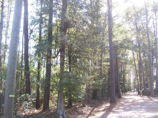Woodlane Drive