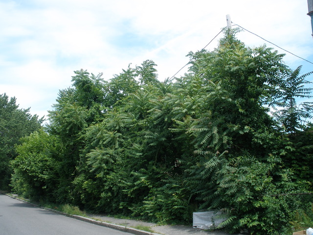 92 Grand ST,
