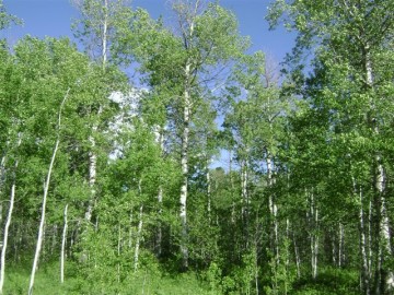 2624 Apsaroke Trail