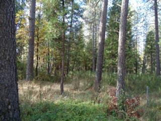 16797 Old Downieville Highway