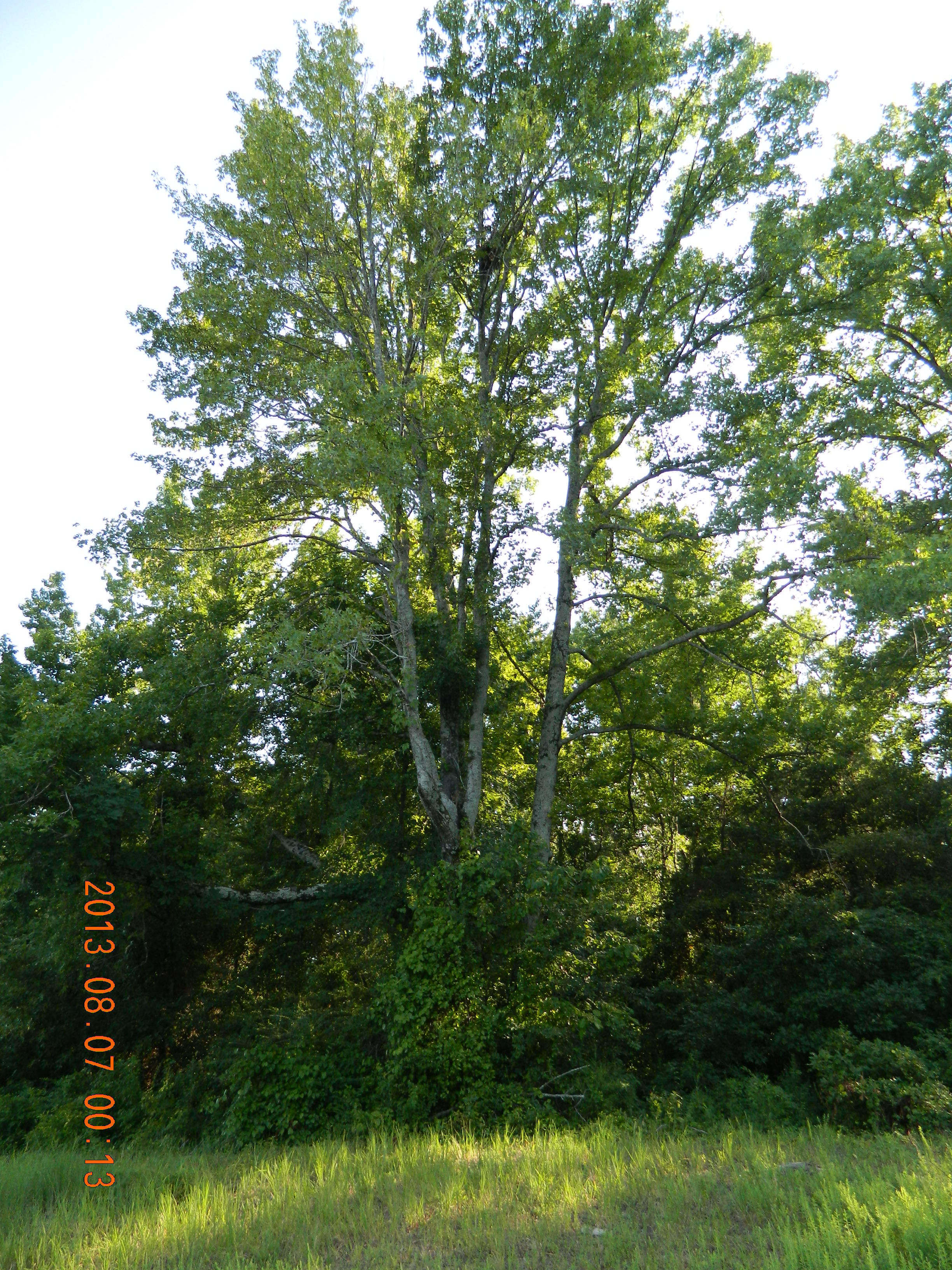 Lot #4Caddo springs Rd.