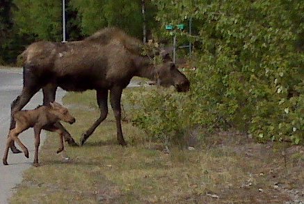 Mile 20.1 Kenai Spur Hwy