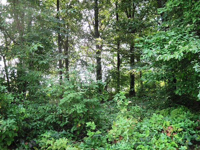 00 FAIRVIEW AVE LOT 15