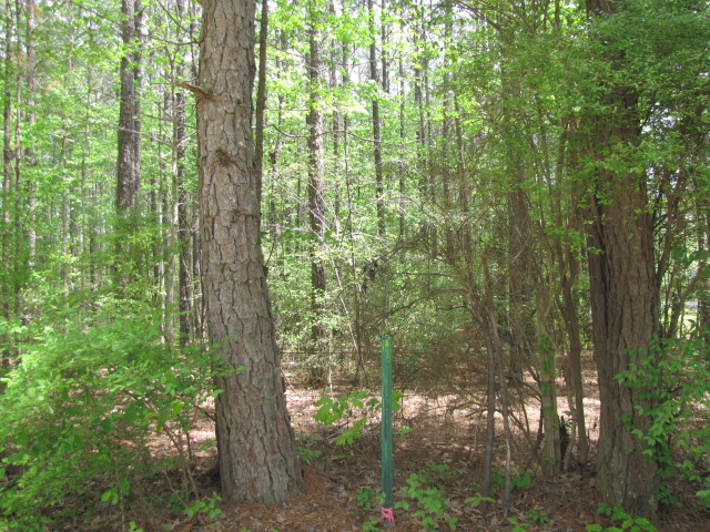 Red Cut Hill Rd Tract 3