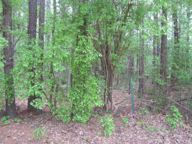 Red Cut Hill Rd Tract 4