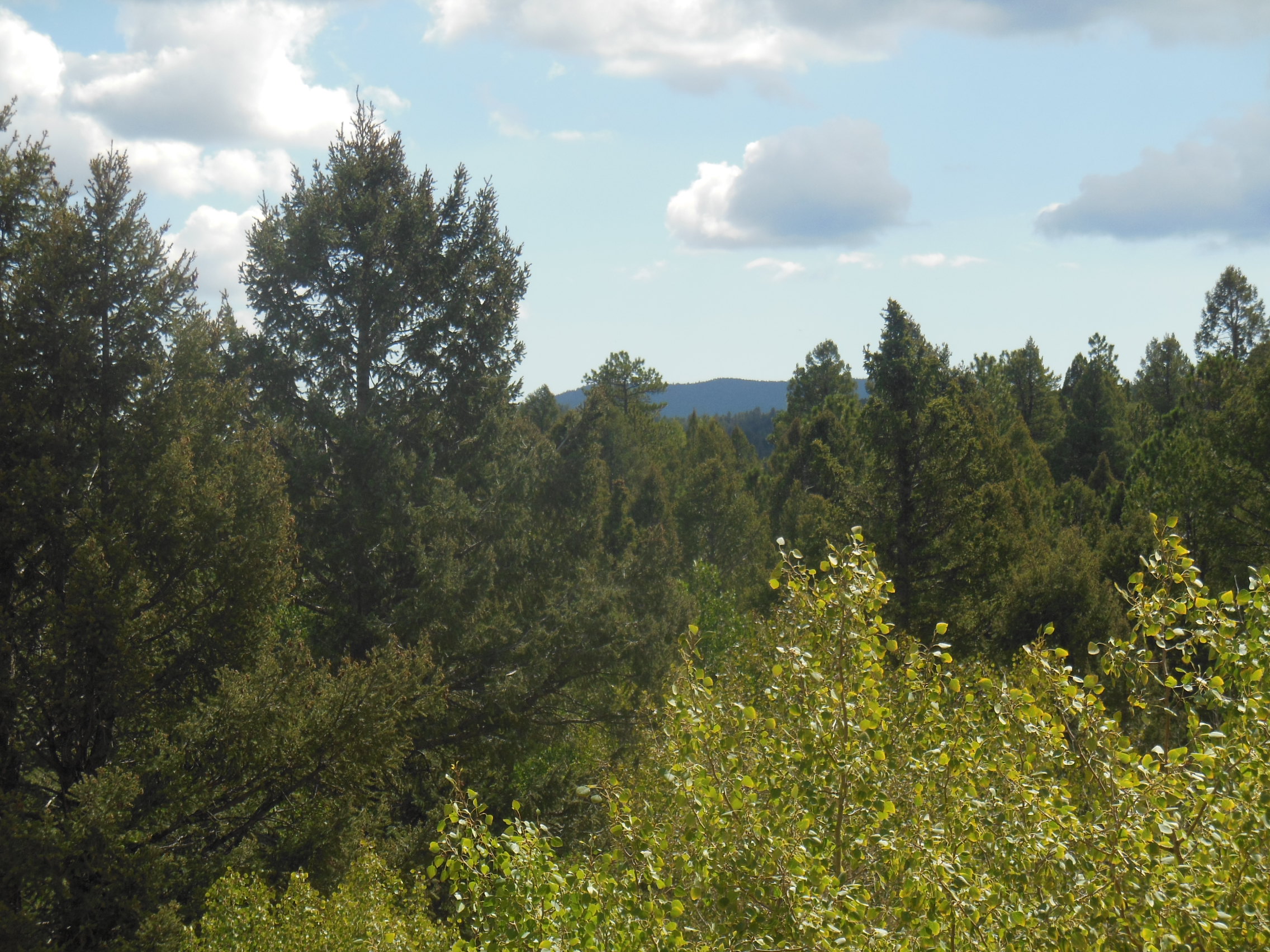 693 Kutsu Ridge Rd.