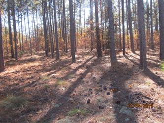 123 Chesterfield Drive Forest