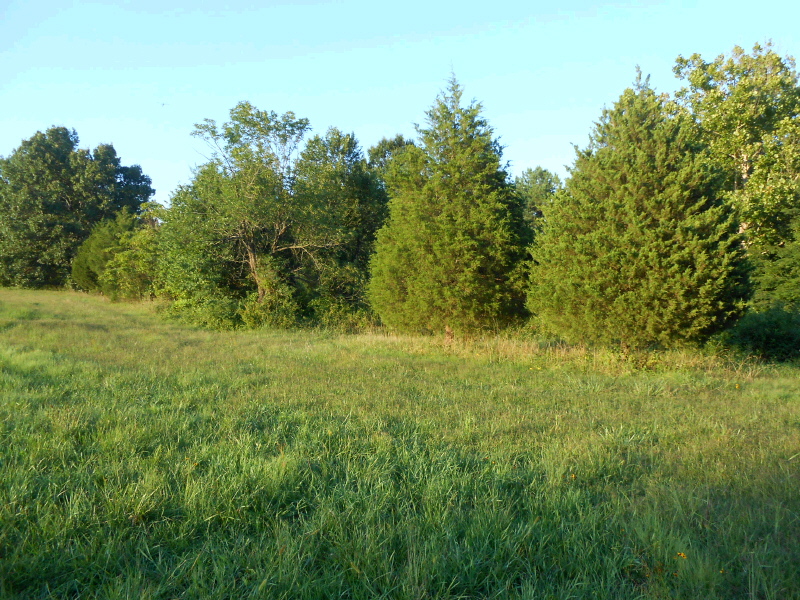 11 Acres CR 304