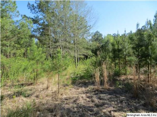 321 DUSTY TRAIL LN 3 ACRES