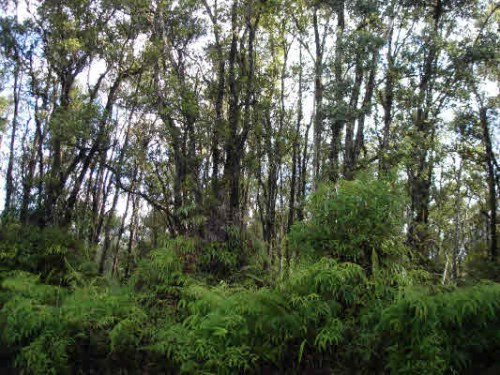 ROAD 9 (KOLOA MAOLI)