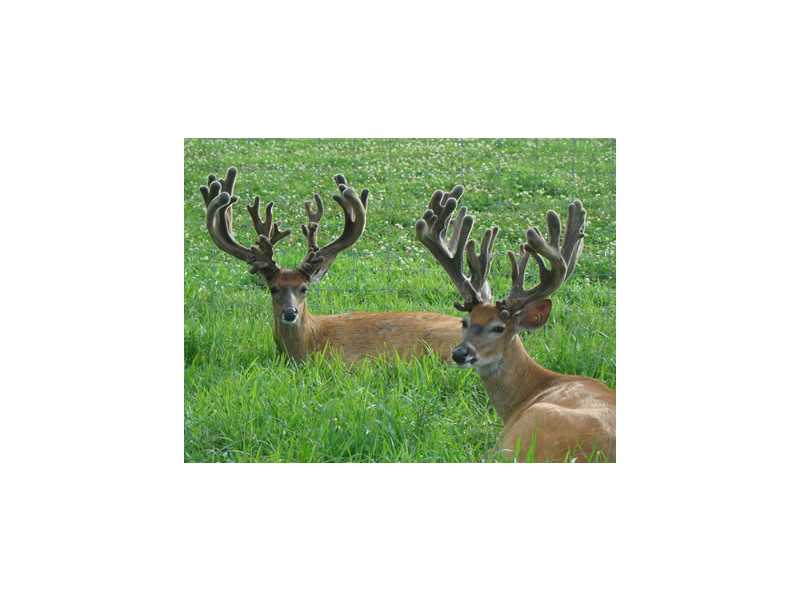 0 Chickasaw Trail North Hunt