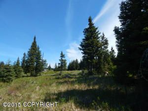 Tr 2 Treeline