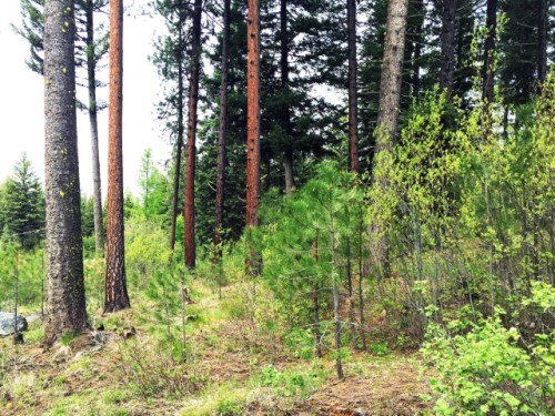 LOT 85 Majestic View Drive
