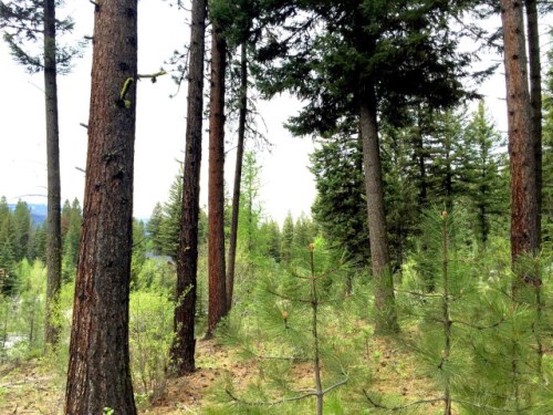 LOT 86 Majestic View Drive