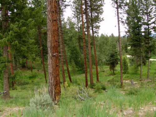 2 Chino Spur