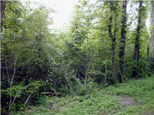 0 Henson Gap