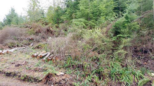 -Lot 114 Monte Cristo Wy